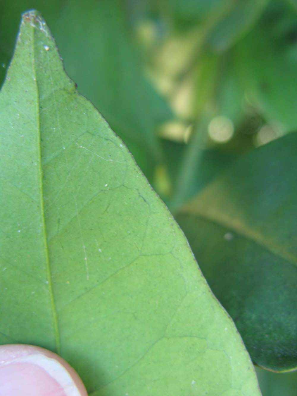              Margin (Winter Haven, FL)       